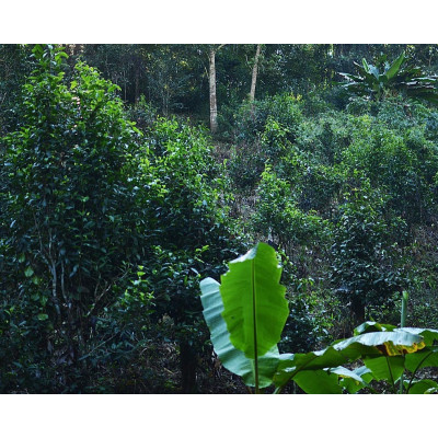 DHARA WHITE TEA