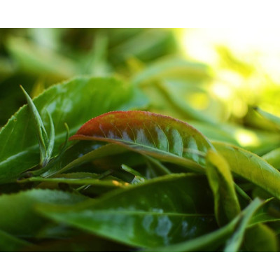 DHARA WHITE TEA
