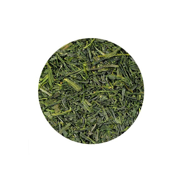 JAP. SENCHA 2024